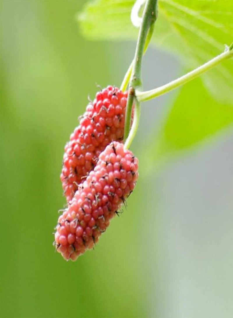 جي جوت 200 قطعة من بذور التوت المتنوعة، ثمار شجيرة التوت البري اللذيذة والعصرية، مناسبة للزراعة في الحدائق الخارجية، زراعة بسيطة، مناسبة لجميع البستانيين - Image 2