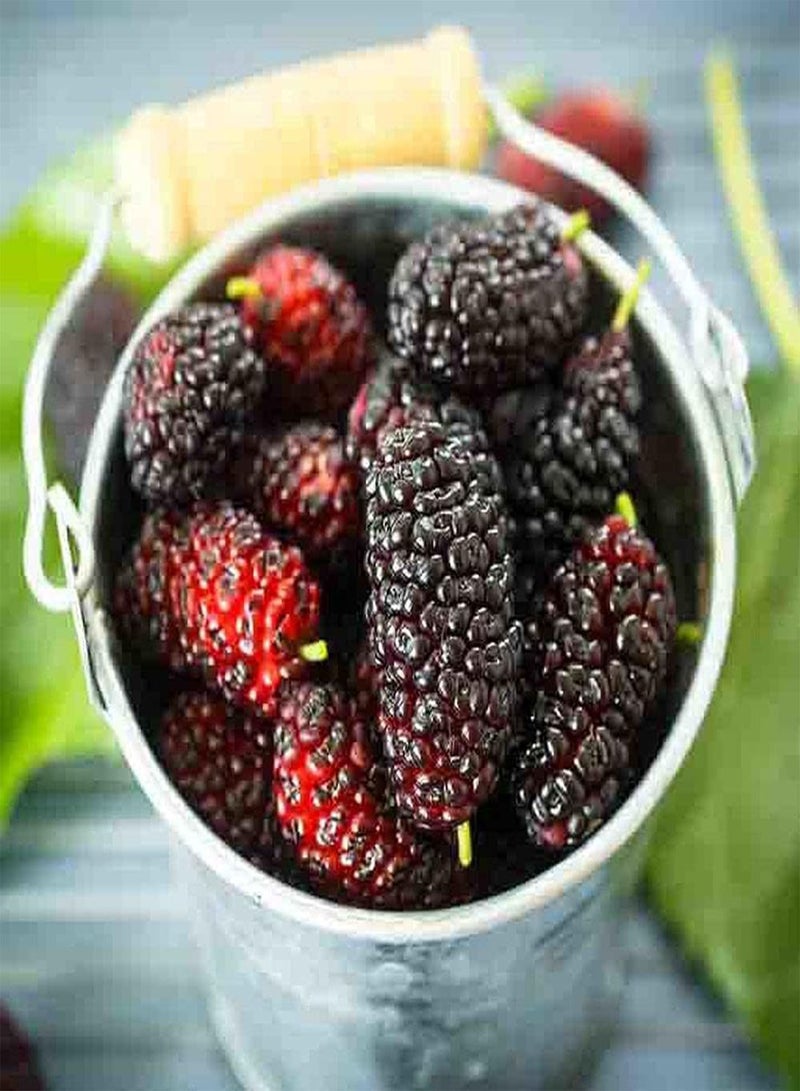 جي جوت 200 قطعة من بذور التوت المتنوعة، ثمار شجيرة التوت البري اللذيذة والعصرية، مناسبة للزراعة في الحدائق الخارجية، زراعة بسيطة، مناسبة لجميع البستانيين - Image 5