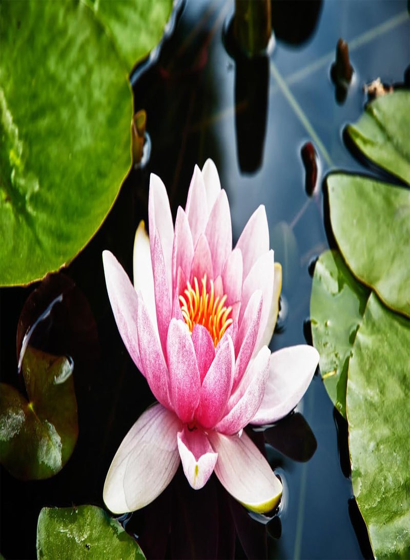 GGOOT 30Pcs Lotus Seeds for Planting in Water, Non-GMO Lotus Flower Seeds, High Germination Rate Bowl Lotus Seeds, Water Lily Seeds for Planting Home, Garden, Indoor, Outdoor, Great for Beginners  - Image 2