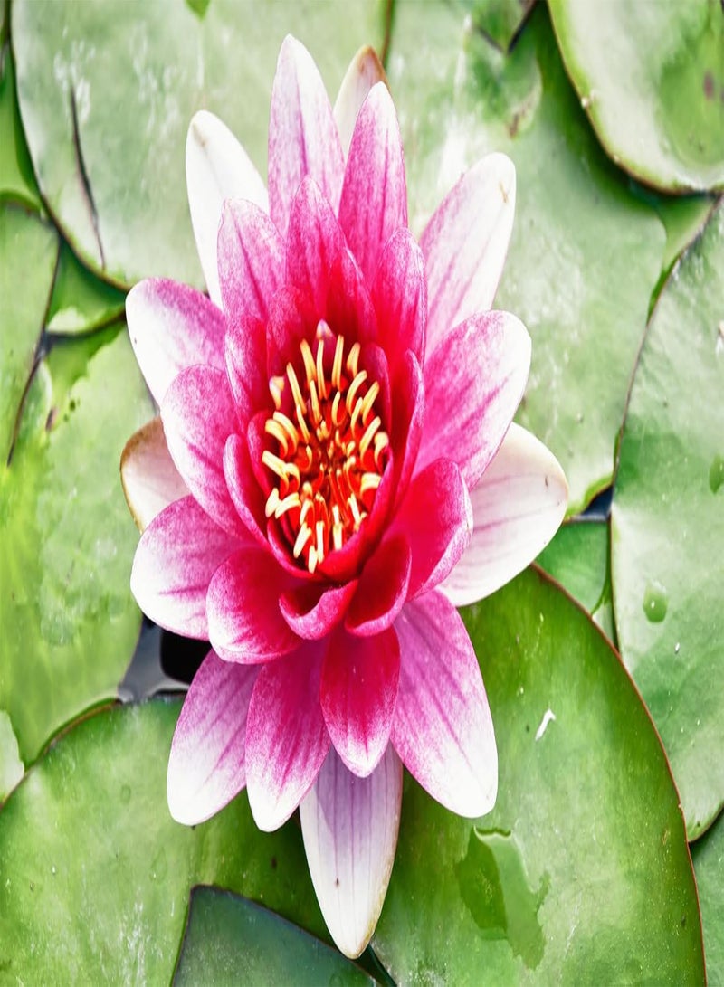 GGOOT 30Pcs Lotus Seeds for Planting in Water, Non-GMO Lotus Flower Seeds, High Germination Rate Bowl Lotus Seeds, Water Lily Seeds for Planting Home, Garden, Indoor, Outdoor, Great for Beginners  - Image 4