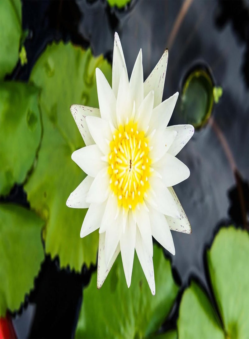 GGOOT 30Pcs Lotus Seeds for Planting in Water, Non-GMO Lotus Flower Seeds, High Germination Rate Bowl Lotus Seeds, Water Lily Seeds for Planting Home, Garden, Indoor, Outdoor, Great for Beginners  - Image 3