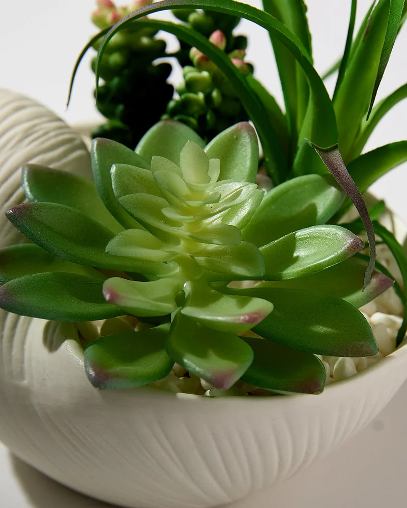 REDTAG Green Succulent In Seashell Pot