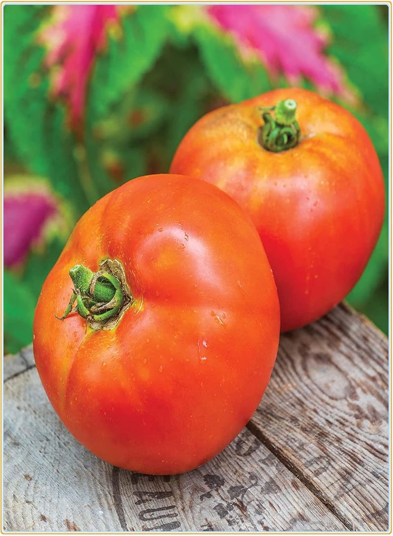 GGOOT Tomato Seeds, Plant Your own Tomatoes, Delicious and Simple to plant-200Pcs - Image 1