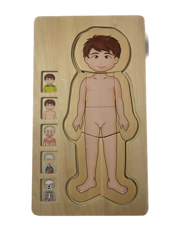 Educational Toy Montessori Photo Composition 36 pieces Multilayer Design Shows The Structure Of The Human Body (Muscles, Bones and Internal Organs)