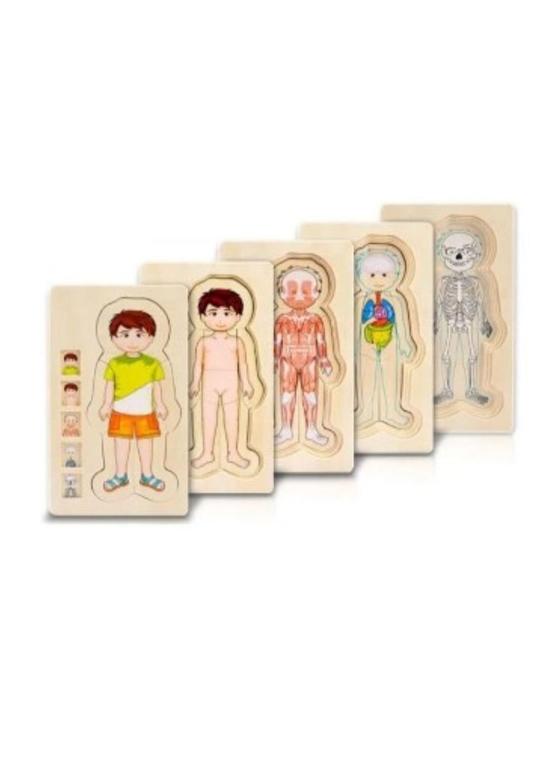 Educational Toy Montessori Photo Composition 36 pieces Multilayer Design Shows The Structure Of The Human Body (Muscles, Bones and Internal Organs)