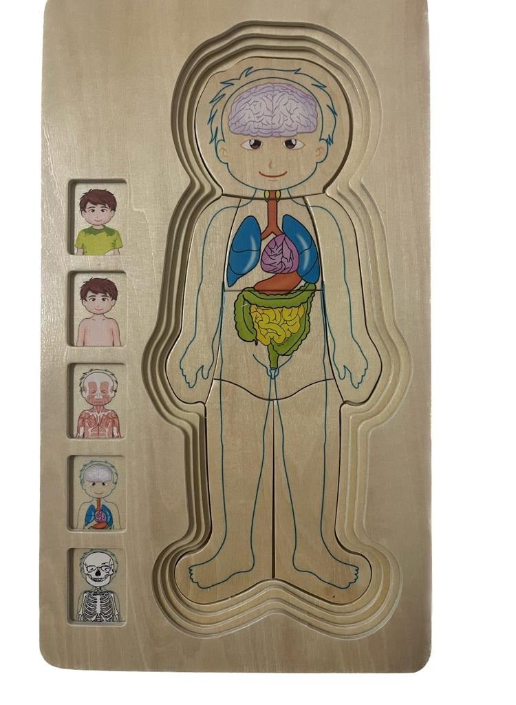 Educational Toy Montessori Photo Composition 36 pieces Multilayer Design Shows The Structure Of The Human Body (Muscles, Bones and Internal Organs)