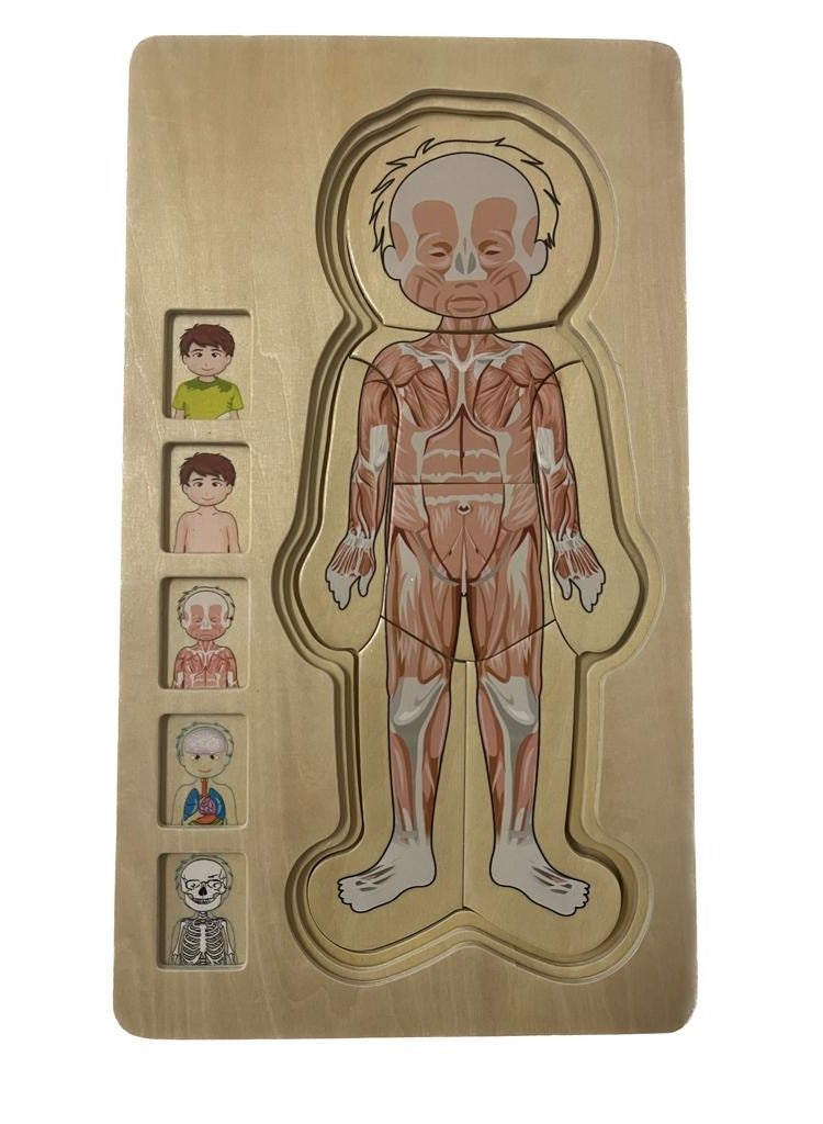Educational Toy Montessori Photo Composition 36 pieces Multilayer Design Shows The Structure Of The Human Body (Muscles, Bones and Internal Organs)
