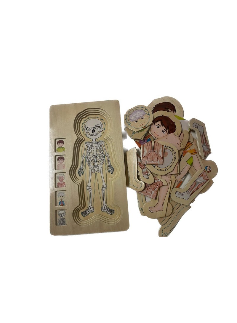 Educational Toy Montessori Photo Composition 36 pieces Multilayer Design Shows The Structure Of The Human Body (Muscles, Bones and Internal Organs)