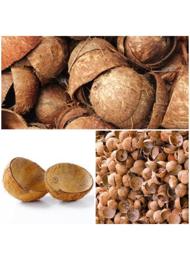 Coco care RAW COCONUT SHELL FOR ARTWORKS - Image 1