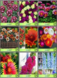 Best Collection Combo Flower Seeds : Dianthus  Red, Dianthus  Dwarf, Gazania, Gazania Dwarf, Gaillardia Aristata, Helichrysam, Gaillardia Dwarf, Hollyhocks, Larkspur Giant Kitchen Garden Pack