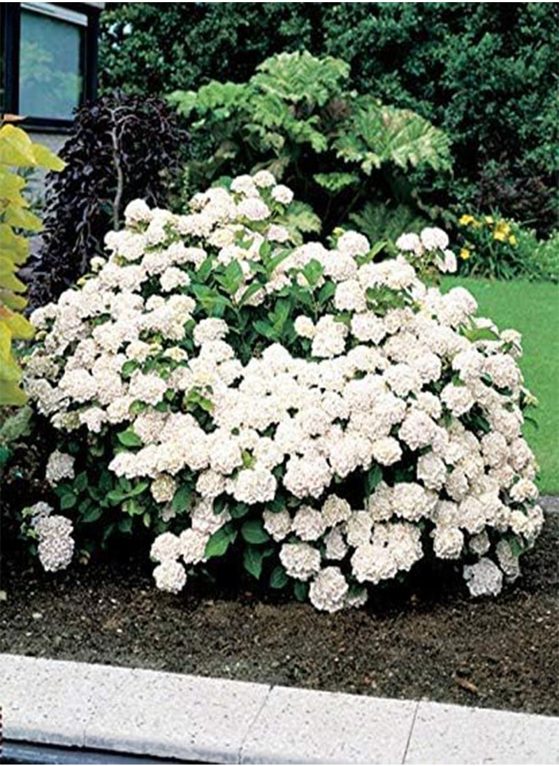 GGOOT - Snowball Hydrangea 'Annabelle', Hydrangea paniculata 'Magical Moonlight' Hardy Perennial Flower Seeds in Border/a Large Patio Container 100pcs - Image 1