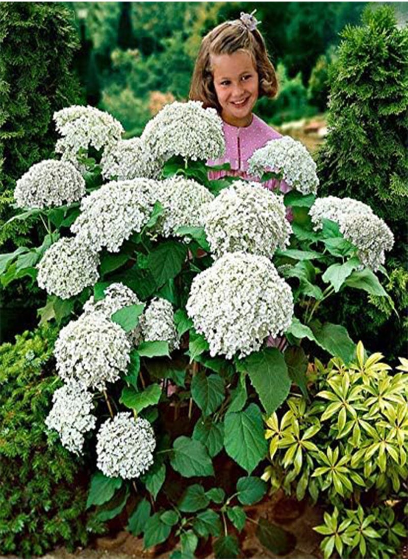 GGOOT - Snowball Hydrangea 'Annabelle', Hydrangea paniculata 'Magical Moonlight' Hardy Perennial Flower Seeds in Border/a Large Patio Container 100pcs - Image 1