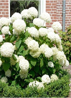 Snowball Hydrangea 'Annabelle', Hydrangea paniculata 'Magical Moonlight' Hardy Perennial Flower Seeds in Border/a Large Patio Container 100pcs