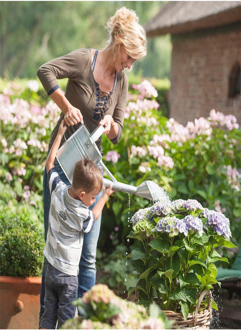 GGOOT - Snowball Hydrangea 'Annabelle', Hydrangea paniculata 'Magical Moonlight' Hardy Perennial Flower Seeds in Border/a Large Patio Container 100pcs - Image 1