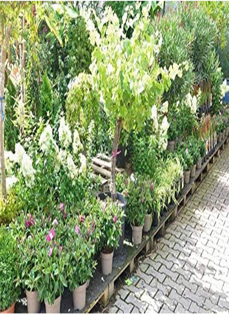 GGOOT - Snowball Hydrangea 'Annabelle', Hydrangea paniculata 'Magical Moonlight' Hardy Perennial Flower Seeds in Border/a Large Patio Container 100pcs - Image 1