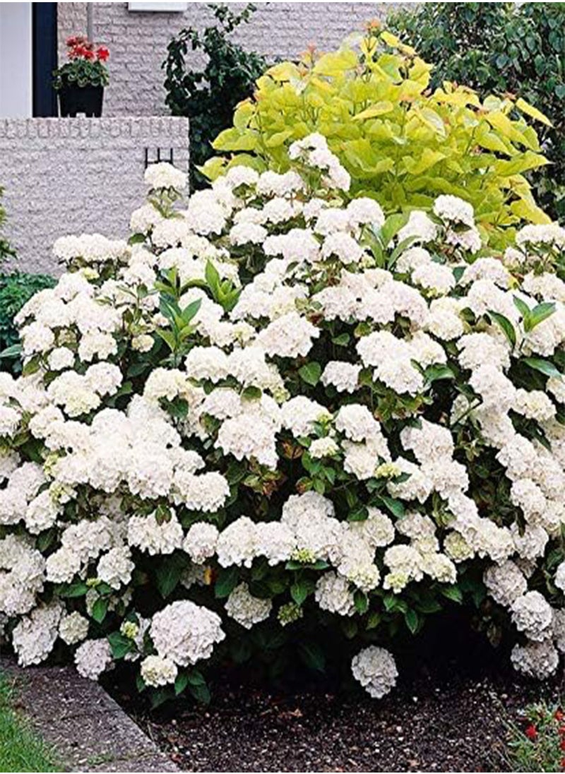 GGOOT - Snowball Hydrangea 'Annabelle', Hydrangea paniculata 'Magical Moonlight' Hardy Perennial Flower Seeds in Border/a Large Patio Container 100pcs - Image 1