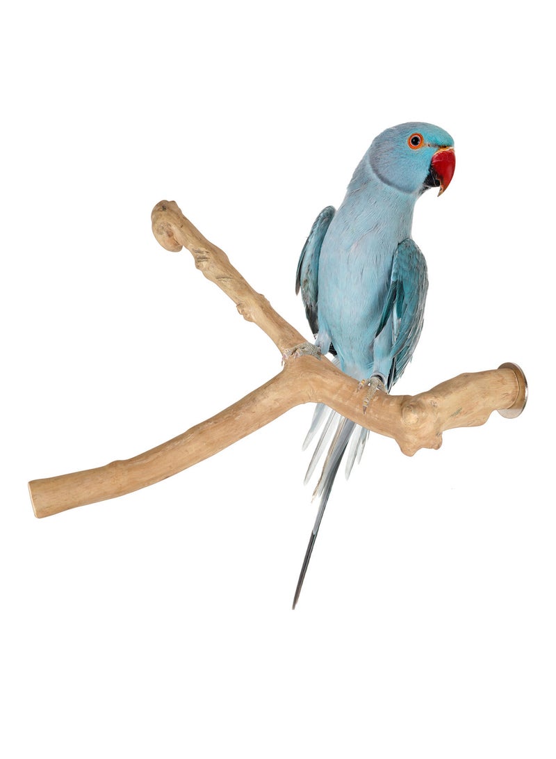 CHEWY BEAK Parrot Perch for medium birds made from java wood - Image 1