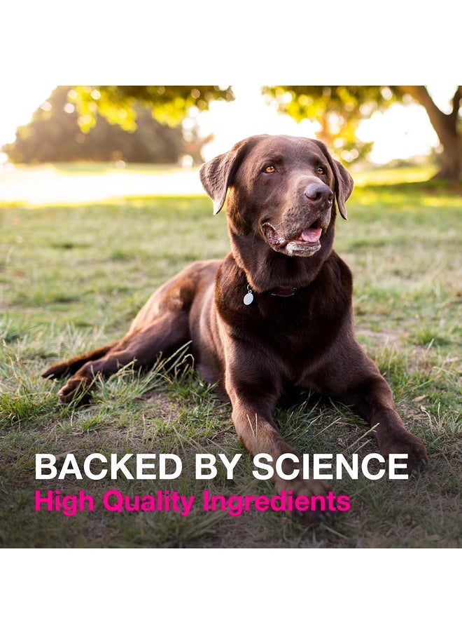 Nutramax Laboratories - Proviable Digestive Health Supplement Kit With Multi-Strain Probiotics And Prebiotics For Medium To Large Dogs - With 7 Strains Of Bacteria, 30 Ml Paste And 10 Capsules - Image 1