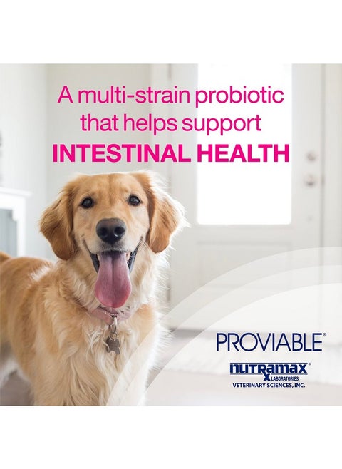 Proviable Digestive Health Supplement Kit With Multi-Strain Probiotics And Prebiotics For Medium To Large Dogs - With 7 Strains Of Bacteria, 30 Ml Paste And 10 Capsules