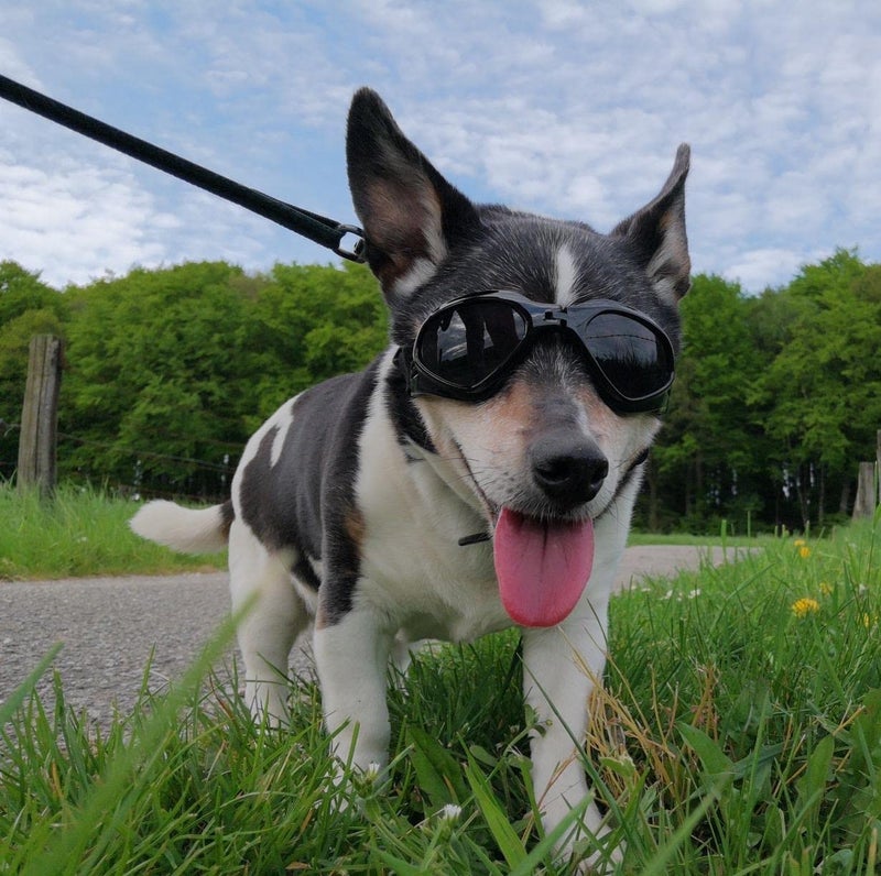 Petleso Dog Goggles Medium Breed, Dog Sunglasses for Medium Dogs Eye Protection Windproof, Black - Image 5