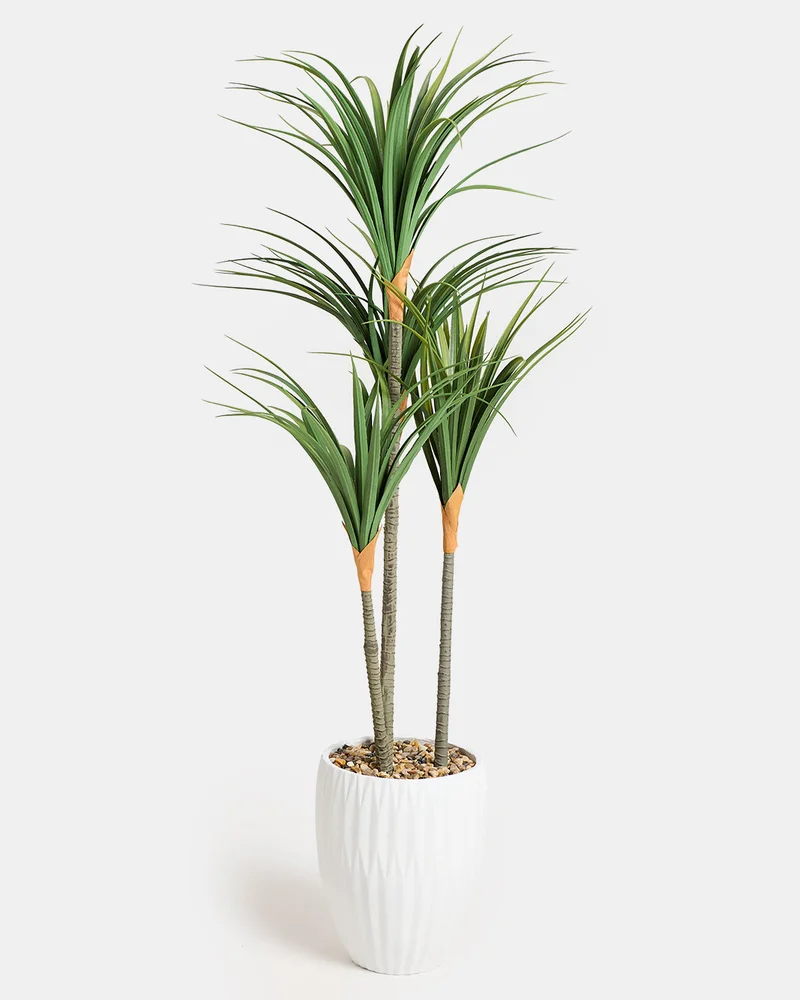 Redtag Artificial Dracaena Marginata Plant In Pot 135Cm