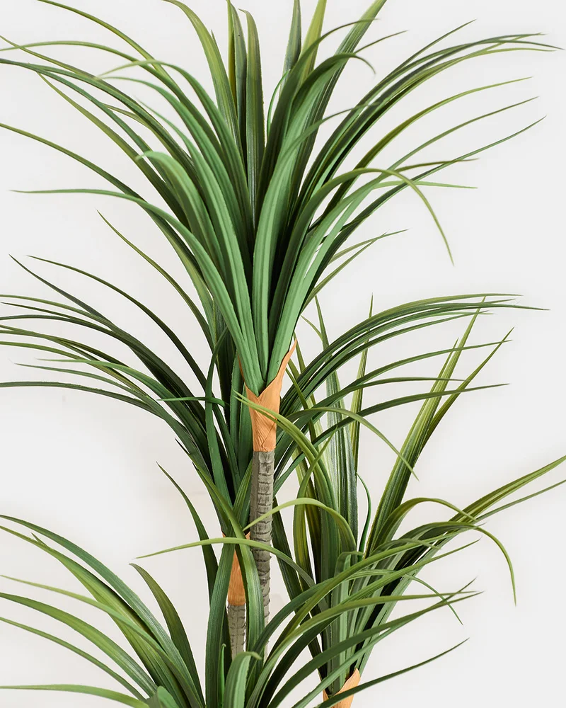 Redtag Artificial Dracaena Marginata Plant In Pot 135Cm