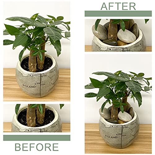 FANTIAN 2 lbs Pebbles for Plants, 1-2 inch Polished River Rocks for Plants Indoor Aquarium Terrarium, Stones for Planters Vase Landscaping and Outdoor Yard Decorative Stones - Image 3