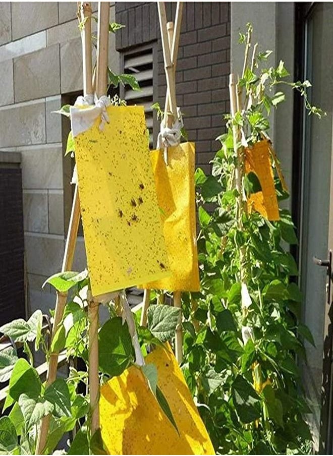 30-Piece Sticky Traps for Indoor or Outdoor Use, Flying Insects Catcher Such as Fruit Fly, Aphids, Whiteflies, Leafminers, Mosquitos, Fungus Gnats