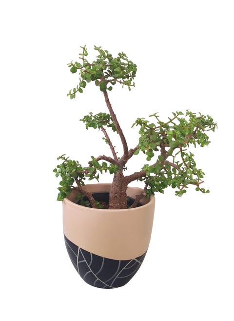 Jade Tree with beige & black leaf pot