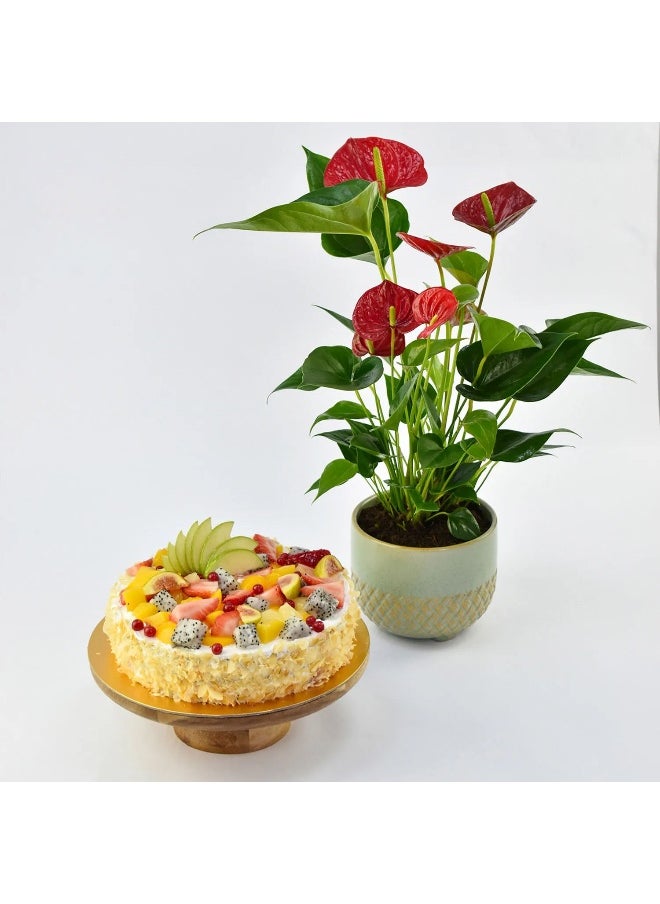 Ferns N Petals - Vegan Fruit Cake With Plant - Image 1