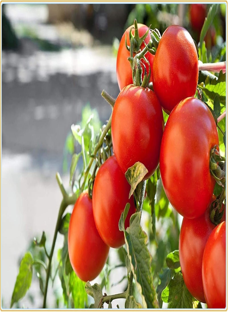GGOOT Tomato Seeds, Plant Your own Tomatoes, Delicious and Simple to plant-200Pcs - Image 4