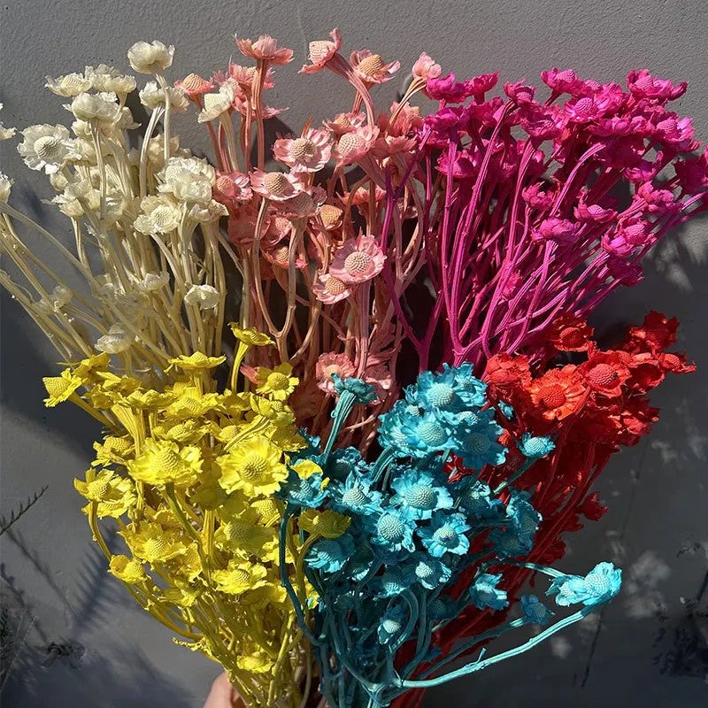 Bluejw Price Preserved Xiangsi Plum Blossom Flower – Natural Dried Wedding Decor Bunch, Long-Lasting Preserved Flowers for Arrangements & Bouquets (Dried Plants) - Image 2