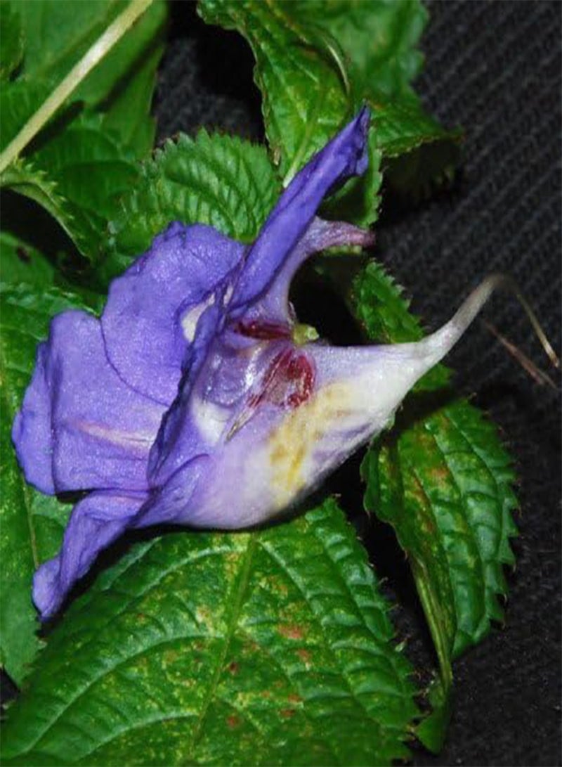 GGOOT Seeds - Impatiens Namchabarwensis Blue Diamond Seeds - Image 2