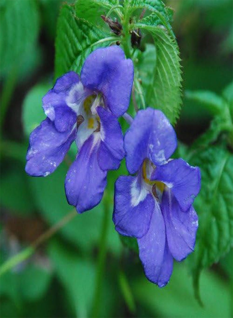 GGOOT Seeds - Impatiens Namchabarwensis Blue Diamond Seeds - Image 1