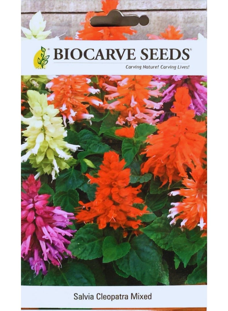 BIOCARVE SEEDS BIOCARVE Salvia Cleopatra Mix Seeds