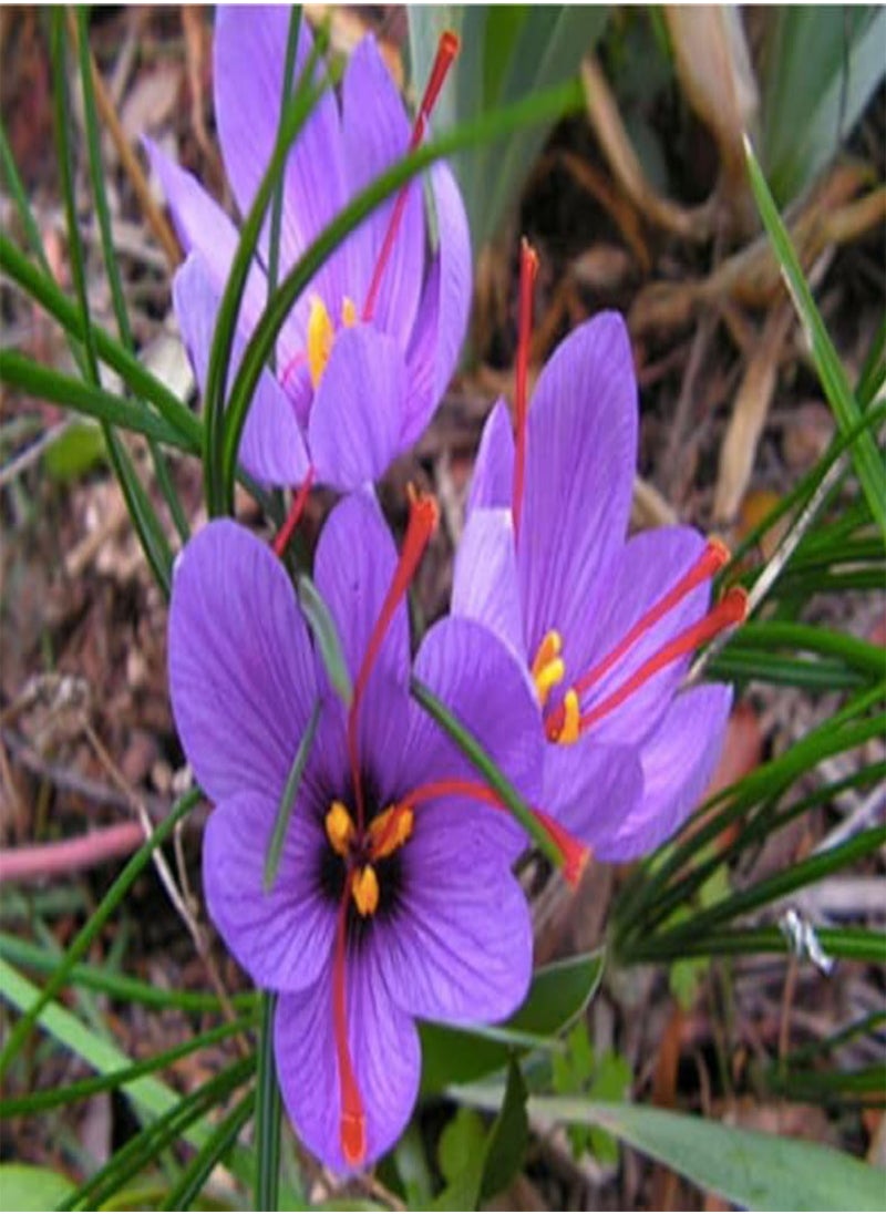 10 Jumbo Saffron Crocus Sativus Corms - 10+ cm - Premium Saffron seeds for Planting - Source of Authentic Saffron Spice - Includes Easy Planting Instructions