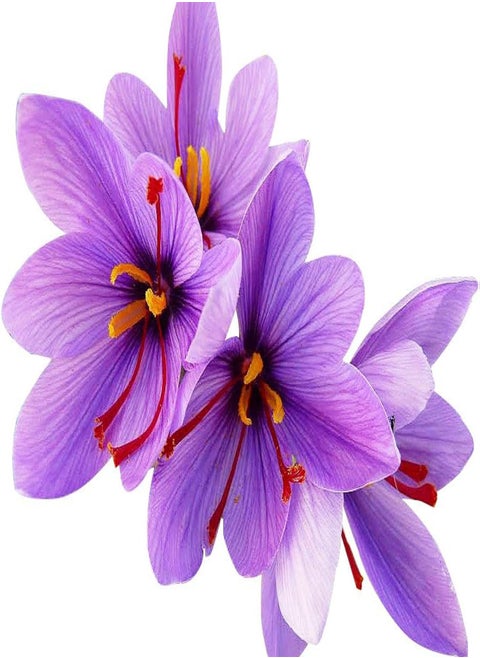 10 Jumbo Saffron Crocus Sativus Corms - 10+ cm - Premium Saffron seeds for Planting - Source of Authentic Saffron Spice - Includes Easy Planting Instructions