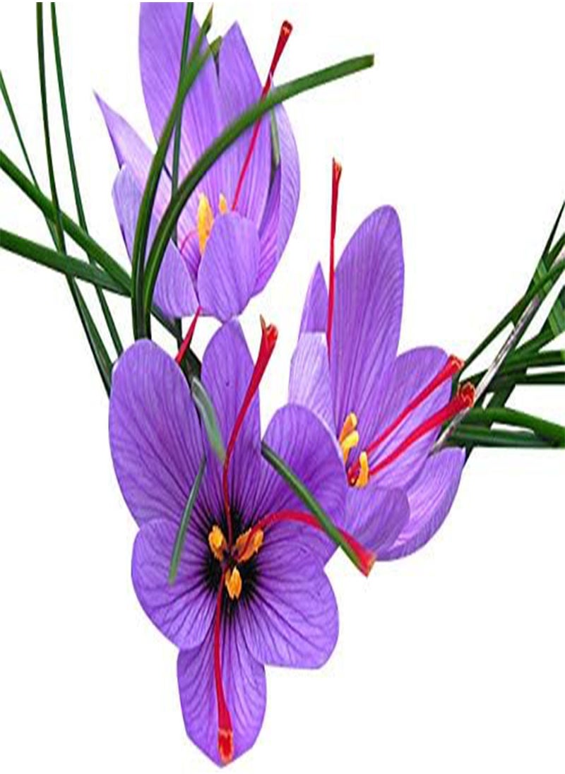 10 Jumbo Saffron Crocus Sativus Corms - 10+ cm - Premium Saffron seeds for Planting - Source of Authentic Saffron Spice - Includes Easy Planting Instructions