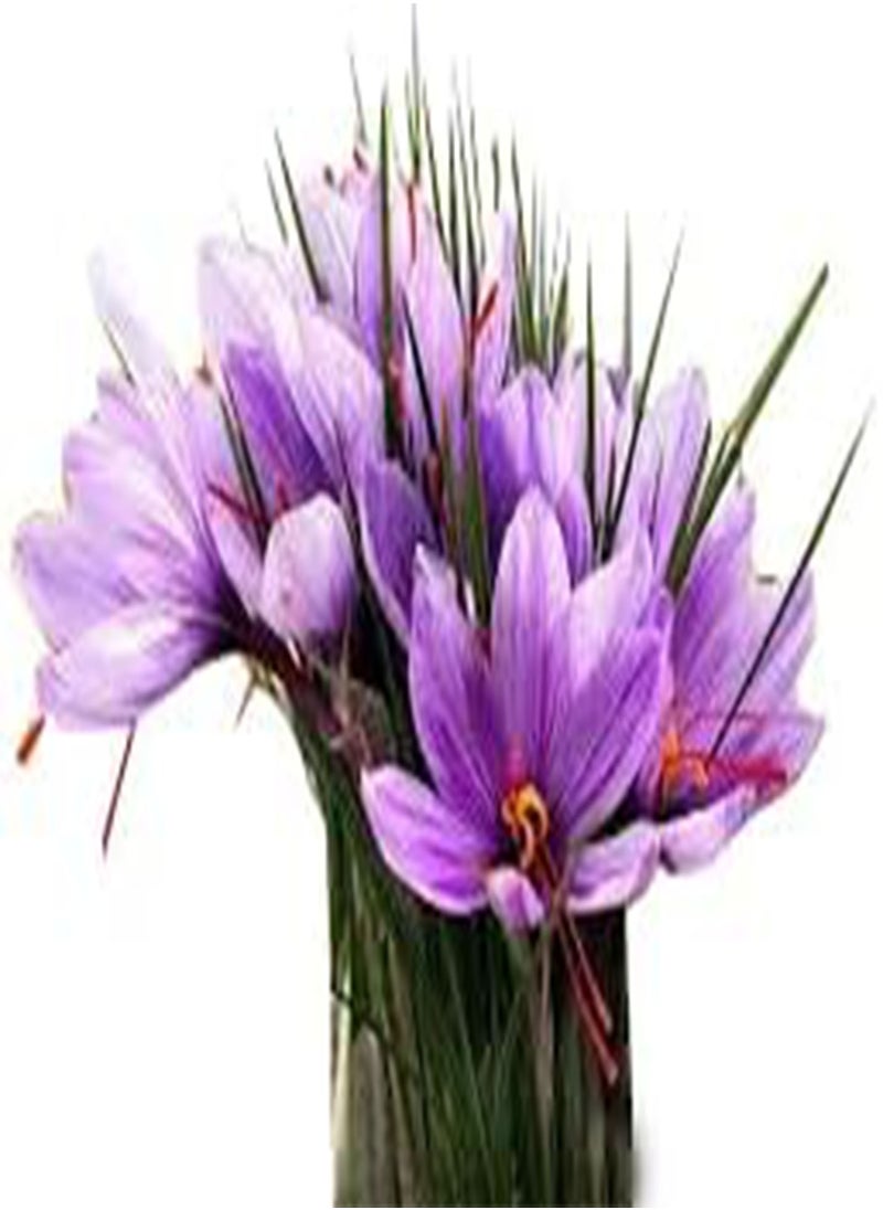 10 Jumbo Saffron Crocus Sativus Corms - 10+ cm - Premium Saffron seeds for Planting - Source of Authentic Saffron Spice - Includes Easy Planting Instructions