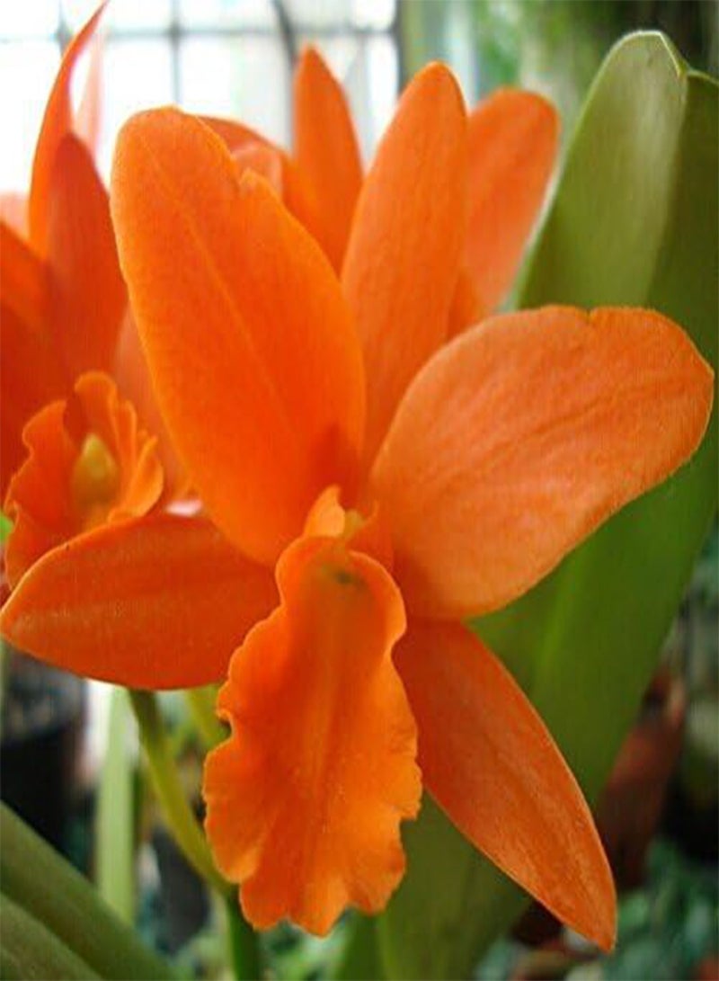 GGOOT Cattleya Hybrida Flower seeds 20seeds Famous Flowers Orchids seeds Bonsai Potted Office Plant Beautiful Flowers - Image 3