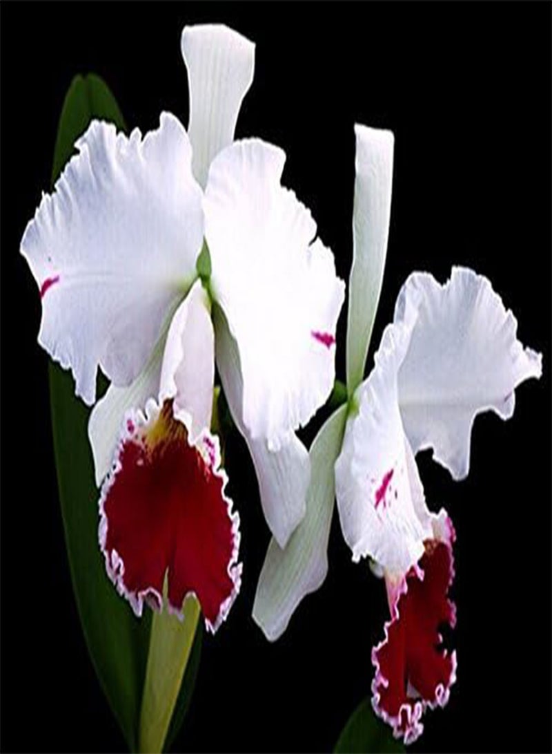 GGOOT Cattleya Hybrida Flower seeds 20seeds Famous Flowers Orchids seeds Bonsai Potted Office Plant Beautiful Flowers - Image 5