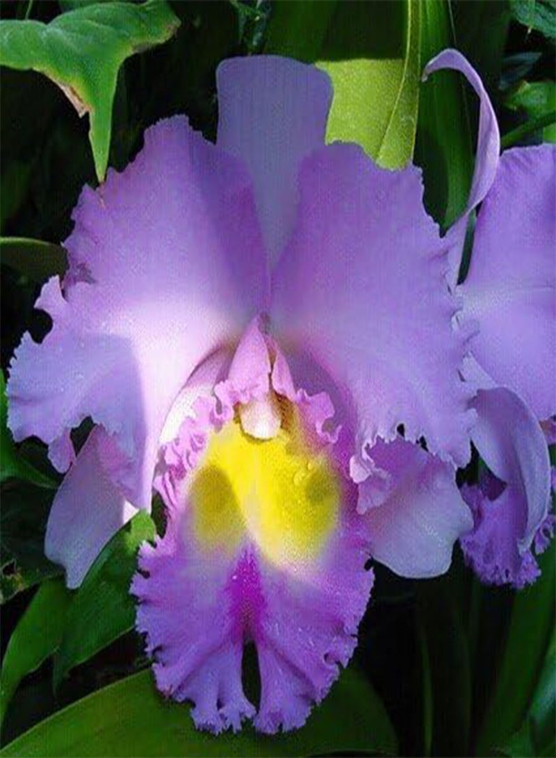 GGOOT Cattleya Hybrida Flower seeds 20seeds Famous Flowers Orchids seeds Bonsai Potted Office Plant Beautiful Flowers - Image 2