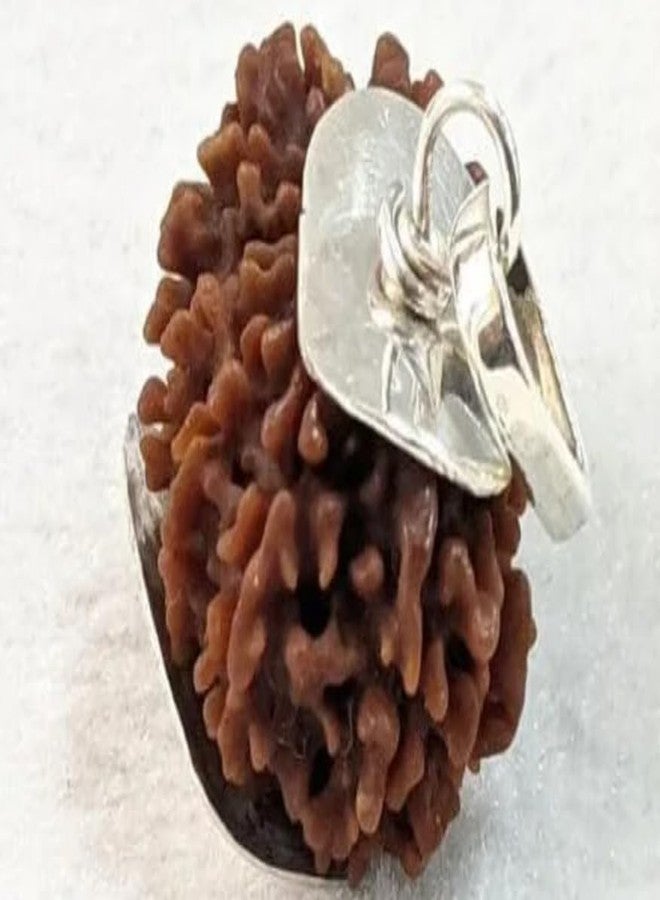 خرز رودراكشا المعتمد من SreeGems 14 मुकी रुगी रुग्राक्ष ओरिगिनल مع غطاء فضي أربعة عشر موكي رودراكشا أصلي مبارك مع لورد شيفا 14 موكي رودراكشا نيبالي - Image 2