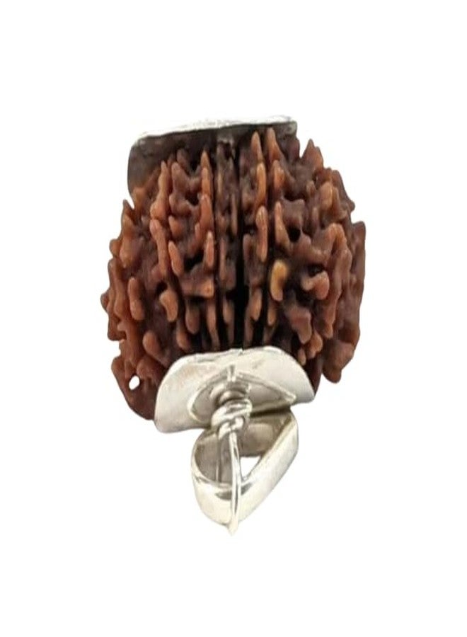 خرز رودراكشا المعتمد من SreeGems 14 मुकी रुगी रुग्राक्ष ओरिगिनल مع غطاء فضي أربعة عشر موكي رودراكشا أصلي مبارك مع لورد شيفا 14 موكي رودراكشا نيبالي - Image 1