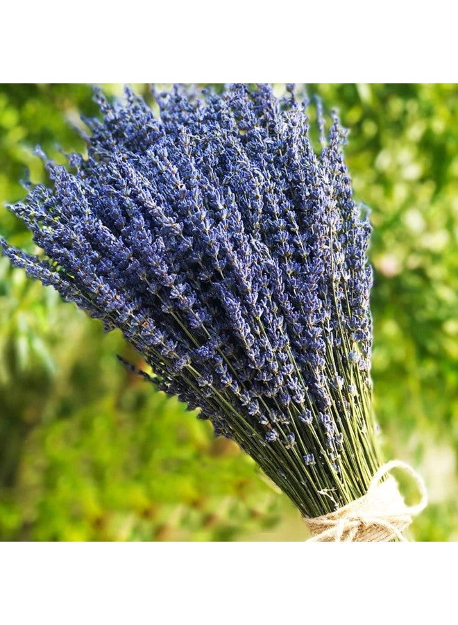 Generic Lavender Dried Ultra Blue Bundles 400+ Stems (16 - 18 Long) for Home Decor, Crafts, Gift,Wedding or Any Occasion - Image 1