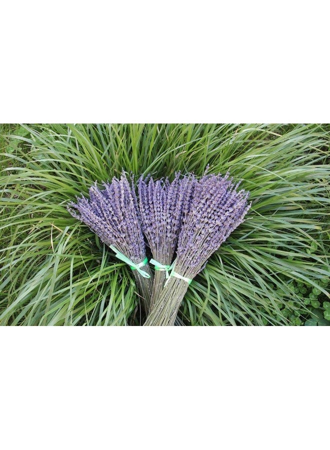 Generic Lavender Dried Ultra Blue Bundles 400+ Stems (16 - 18 Long) for Home Decor, Crafts, Gift,Wedding or Any Occasion - Image 2