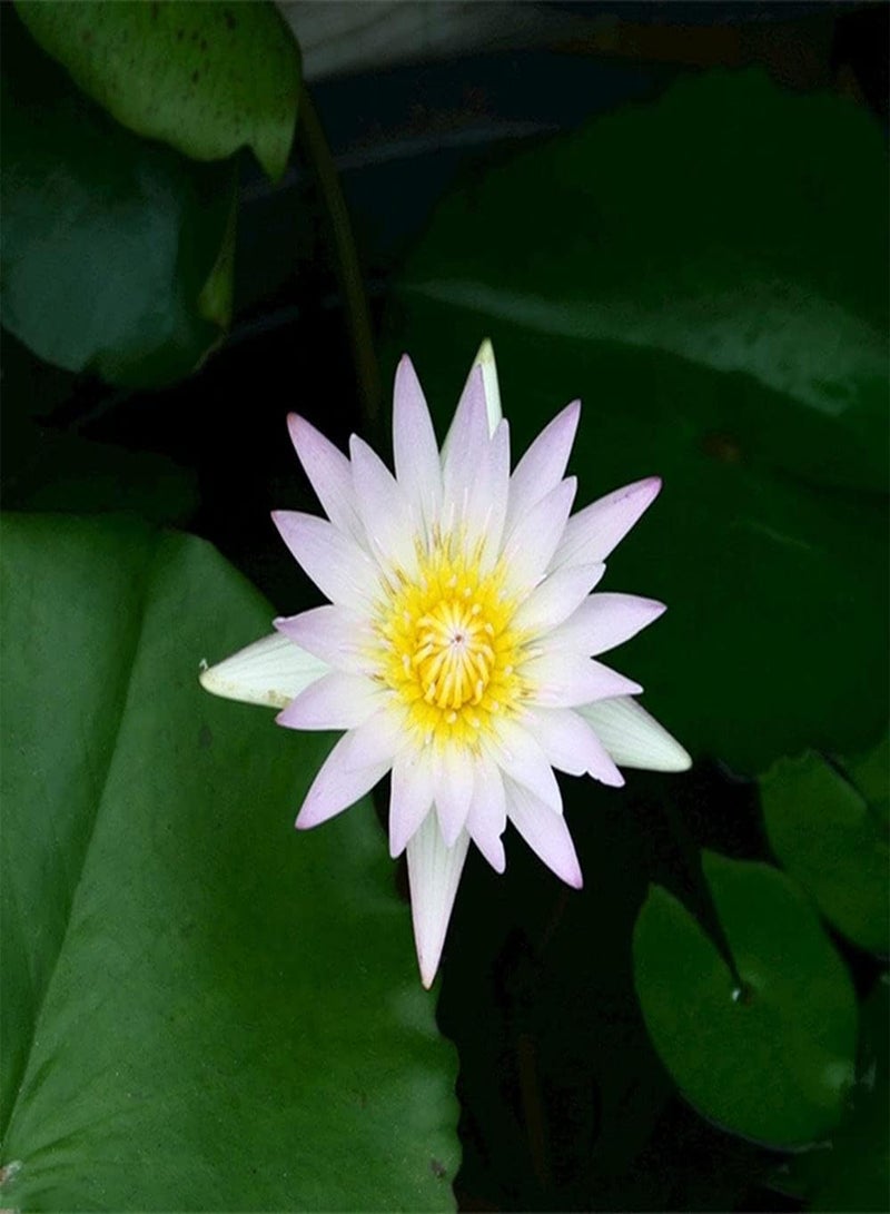 GGOOT 20 White Lotus Seeds When the flowers bloom, the light scent attracts bees and butterflies to decorate the flower bed and frame - Image 2
