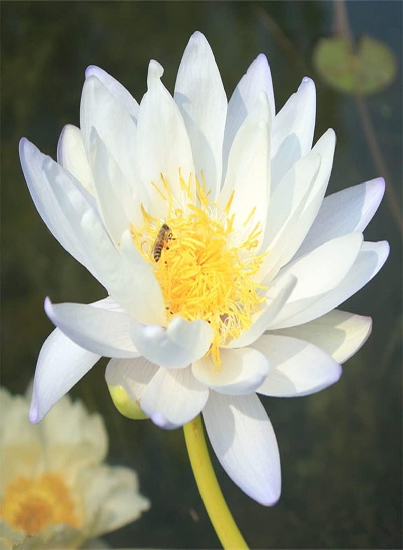 GGOOT 20 White Lotus Seeds When the flowers bloom, the light scent attracts bees and butterflies to decorate the flower bed and frame - Image 1