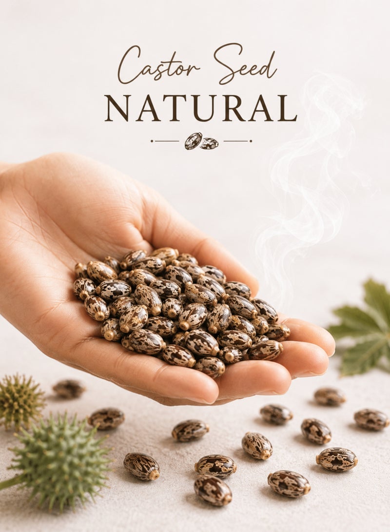 Zahr Castor Seeds – 100% Pure, Natural, Hand-Sorted | Premium Quality Castor Bean Seeds (Arandi / Kharwa / Khroua) | Botanical Herb Seeds for Gardening, Horticulture & Decorative Use - Image 3