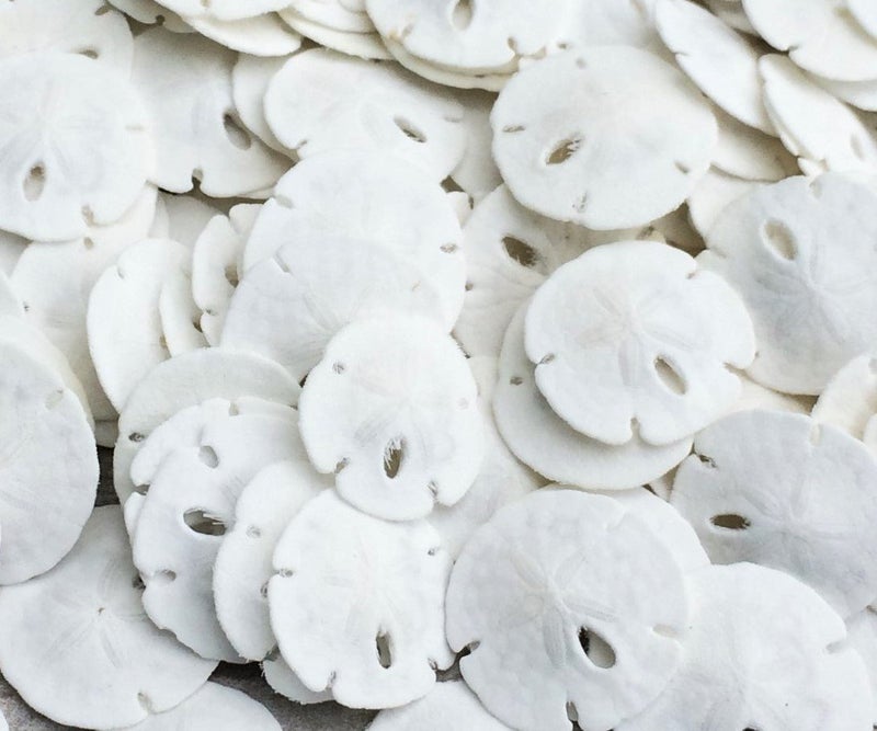 Nautical Crush Trading دولار الرمل الحقيقي الطبيعي مجموعة من 200 دولار رمل صغير أبيض أقل من 1 بوصة لحفلات الزفاف والحرف اليدوية بالإضافة إلى كتاب إلكتروني بحري مجاني من جوزيف رينز